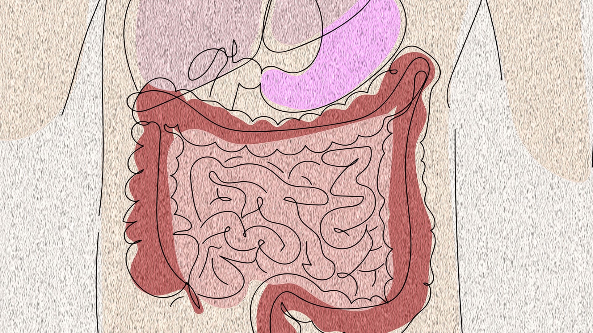 Illustration du système digestif humain évoquant les mécanismes liés à l’addiction au sucre